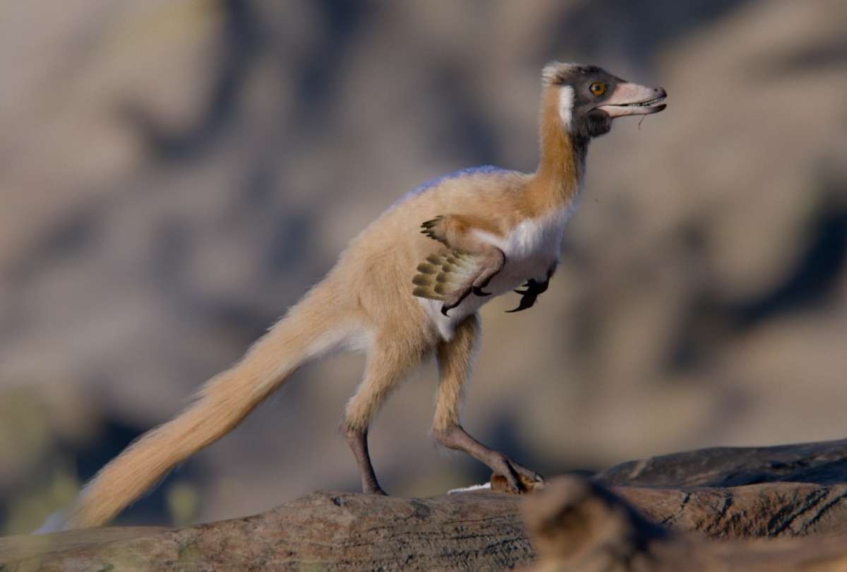 Se analizan los restos f&oacute;siles de un animal prehist&oacute;rico que podr&iacute;a ser el 'eslab&oacute;n perdido' de los dinosaurios en Argentina.