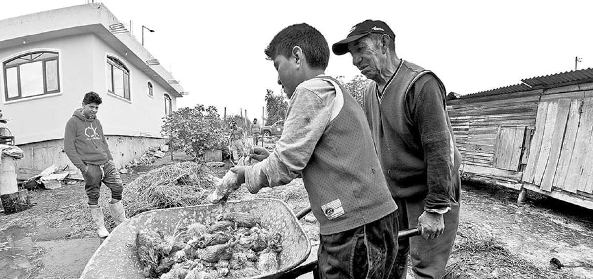 Los riachuelos que descienden de las monta&ntilde;as de Quill&aacute;n arrasan con criaderos de cuyes y conejos, aves de corral y alevines de trucha y tilapia.