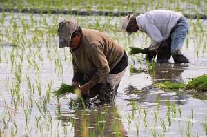 Se calcula que se hab&iacute;an perdido alrededor de 10.000 hect&aacute;reas de arroz solo en Guayas