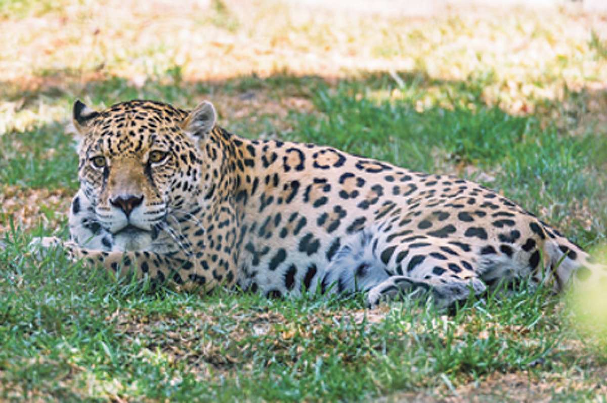 Los leopardos hacen parte de los 400 animales que alberga este lugar. De cerca de 2.000 visitantes diarios que ten&iacute;a el zoo, ahora llegan unos 500. Foto: &Aacute;lvaro P&eacute;rez.