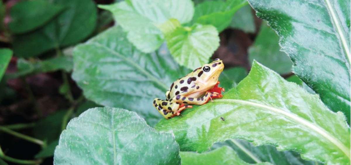 Un monitoreo biol&oacute;gico sac&oacute; a la luz varias especies naturales de Naranjal