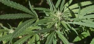 Colombia, donde es legal cultivar hasta 20 plantas de marihuana, autoriz&oacute; en enero la marihuana medicinal, y ya se comercializan productos elaborados con su hoja.