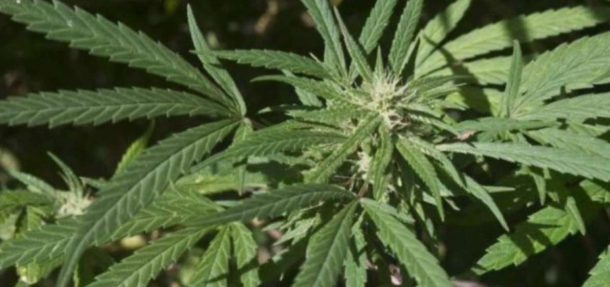 Colombia, donde es legal cultivar hasta 20 plantas de marihuana, autoriz&oacute; en enero la marihuana medicinal, y ya se comercializan productos elaborados con su hoja.