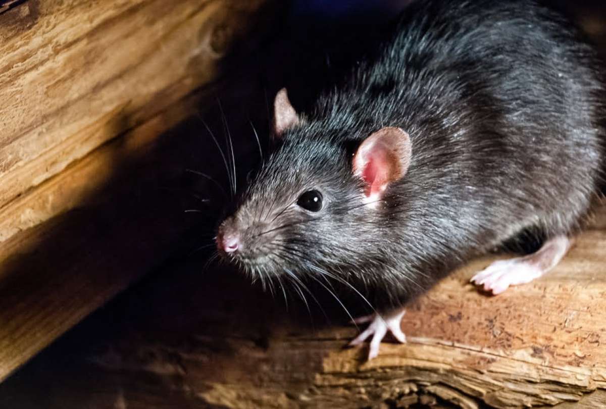 Plaga de ratas invade la Rep&uacute;blica de El Salvador y alarma a Quito