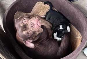 Un presunto caso de cría ilegal y maltrato animal se encontró en Quito