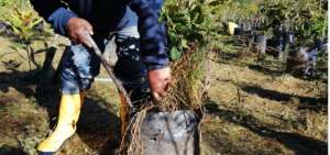 El Municipio de Quito por el D&iacute;a del Medio Ambiente sembrar&aacute; &aacute;rboles en el sector de El Condado.