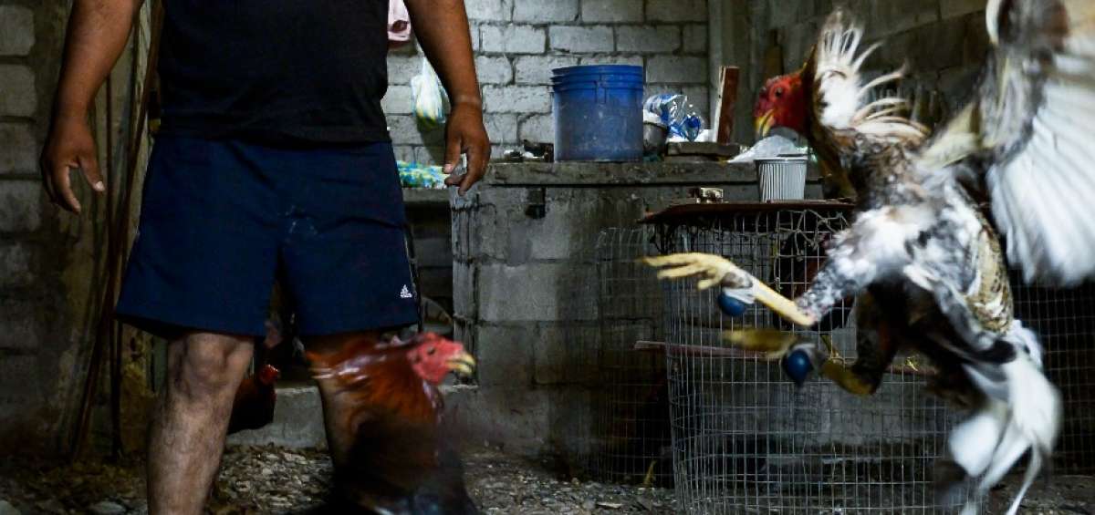 El gallo rojo (en el piso) ha logrado vencer a sus rivales en 7 ocasiones en menos de 1 minuto.