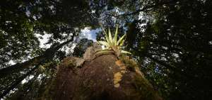 La FAO prepara informe forestal para el 2020