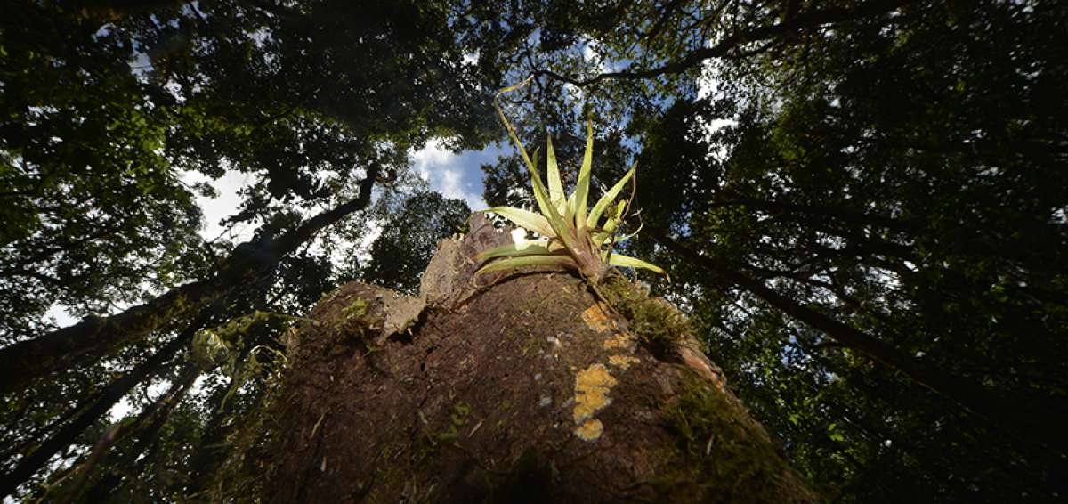 La FAO prepara informe forestal para el 2020