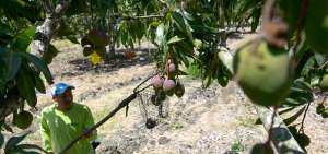 A semanas del inicio de una nueva cosecha, este sector productivo espera continuar con el incremento anual de exportaciones de mangos.