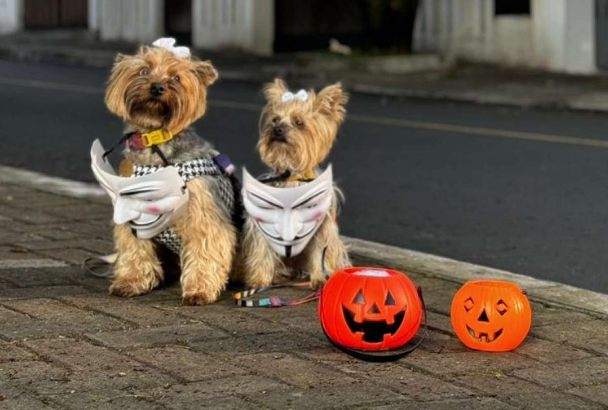 En el mercado existen varias opciones para disfrazar a tu mascota.