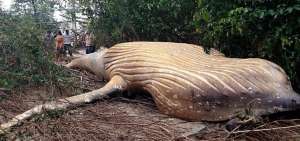 Ballena jorobada hallada en medio de la selva en Brasil desconcierta a expertos