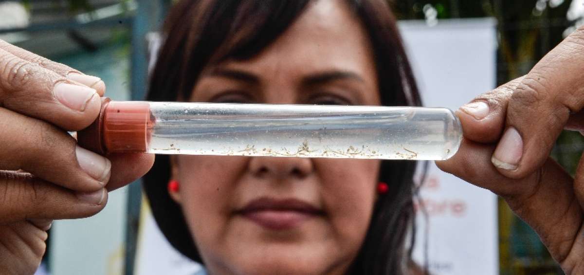 OMS: Faltan fondos para lucha contra paludismo