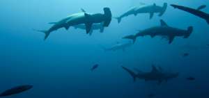 La Reserva Marina de Gal&aacute;pagos cuenta con la mayor cantidad de tiburones del mundo.