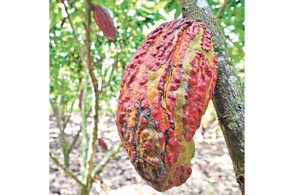 El sector cacaotero export&oacute; en los primeros dos meses $ 145,6 millones  