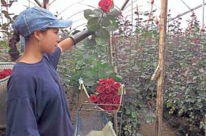 Ecuador export&oacute; el a&ntilde;o pasado $ 837 millones en flores (156.000 toneladas). Foto: Archivo.