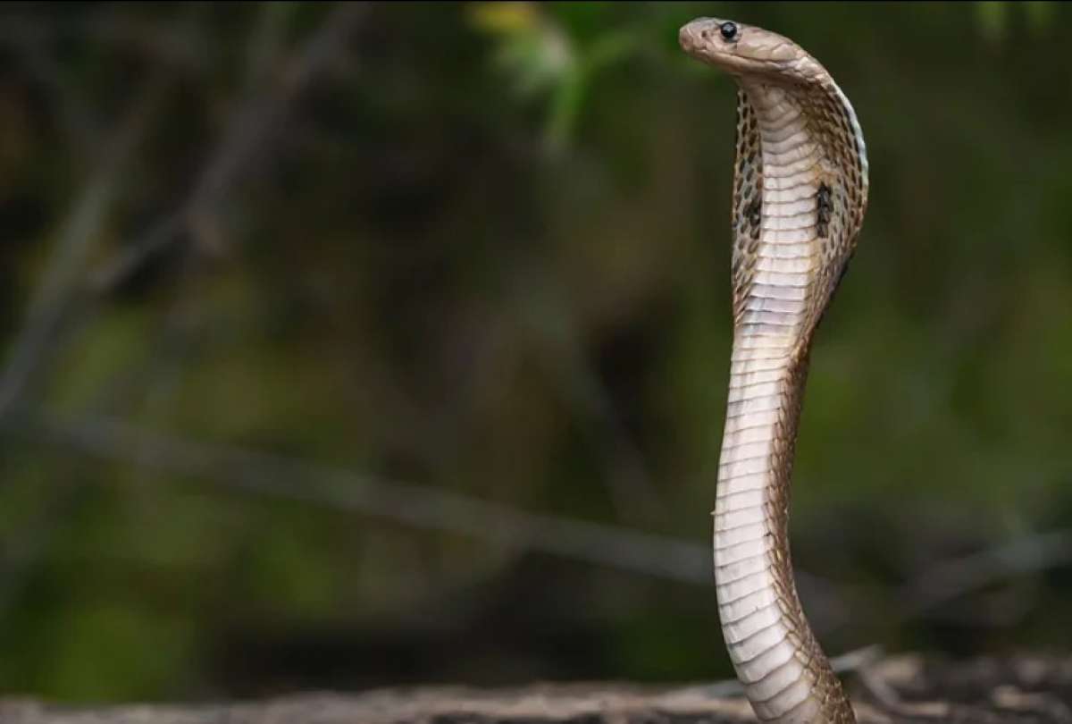 El veneno de una serpiente cobra es considerado mortal. 