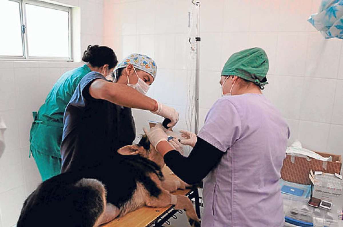 En el Albergue Temporal de Ambato, una de las pol&iacute;ticas para entregar a los animales en adopci&oacute;n es la esterilizaci&oacute;n. Foto: Archivo.