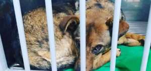 Bones es uno de los perros que sobrevivieron al envenenamiento masivo que se registr&oacute; en tres centros de refugio para animales en Quito.