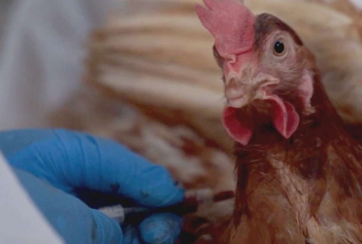 Las autoridades activaron protocolos de contención de la influenza aviar 
