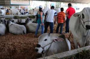 Ecuador exportar&aacute; carne a partir de 2015