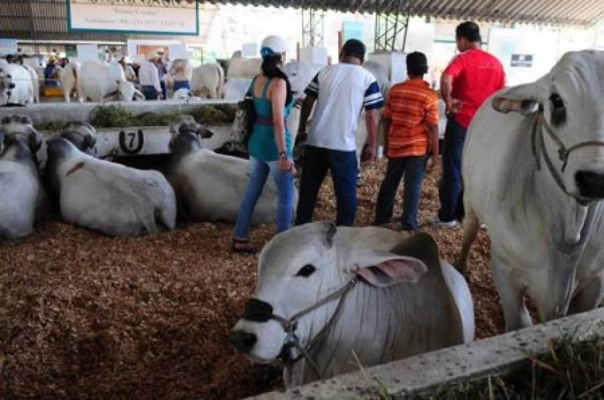 Ecuador exportar&aacute; carne a partir de 2015