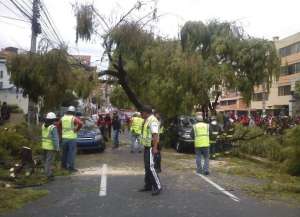 Personal de mantenimiento del Municipio retir&oacute; las ramas del &aacute;rbol que se cay&oacute; al norte de la capital. Foto: Cortes&iacute;a