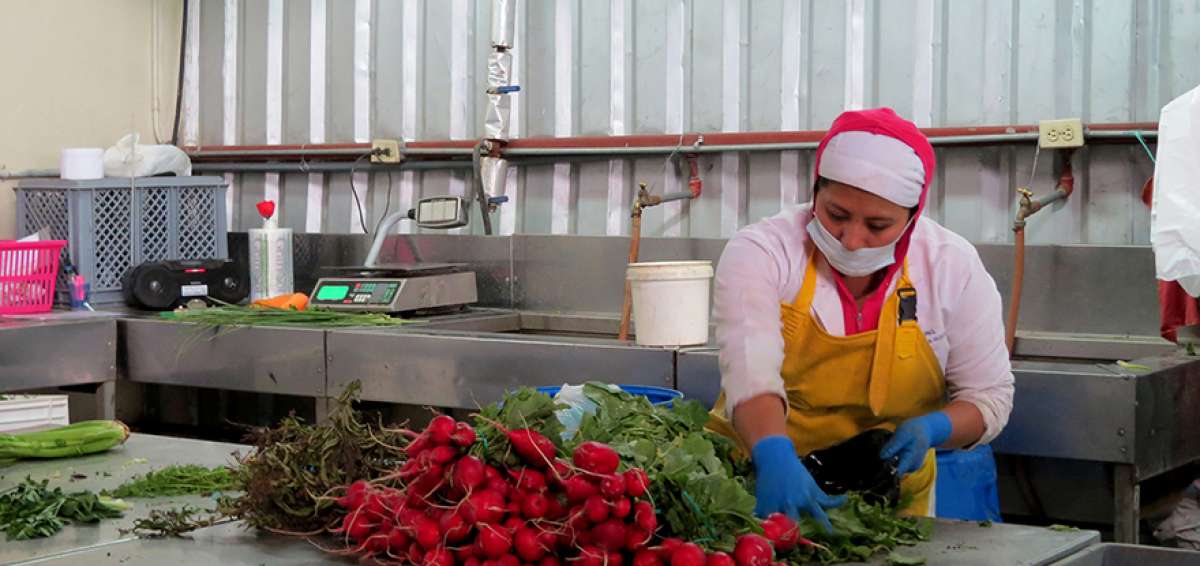 Socia de la Asociaci&oacute;n Prograserviv limpia y procesa productos agr&iacute;colas en la provincia de Azuay.