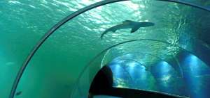 La diversidad de especies de la isla se muestra en el acuario de Nausica&aacute;, del Centro Nacional del Mar en Boulogne-sur-Mer, al norte de Francia.