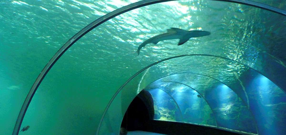 La diversidad de especies de la isla se muestra en el acuario de Nausica&aacute;, del Centro Nacional del Mar en Boulogne-sur-Mer, al norte de Francia.
