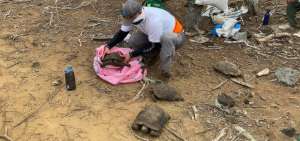 36 tortugas de San Crist&oacute;bal regresan a su h&aacute;bitat natural
