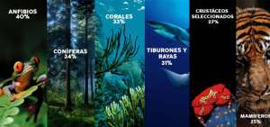 Un mill&oacute;n de especies est&aacute;n ahora en peligro