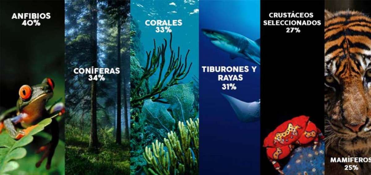Un mill&oacute;n de especies est&aacute;n ahora en peligro
