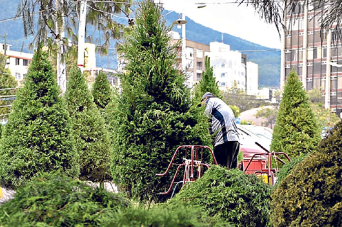 En Ecuador no es alta la adquisici&oacute;n de pinos y cipreses en Navidad. Sin embargo, en algunas ciudades, como Quito, son utilizados. Foto: Archivo