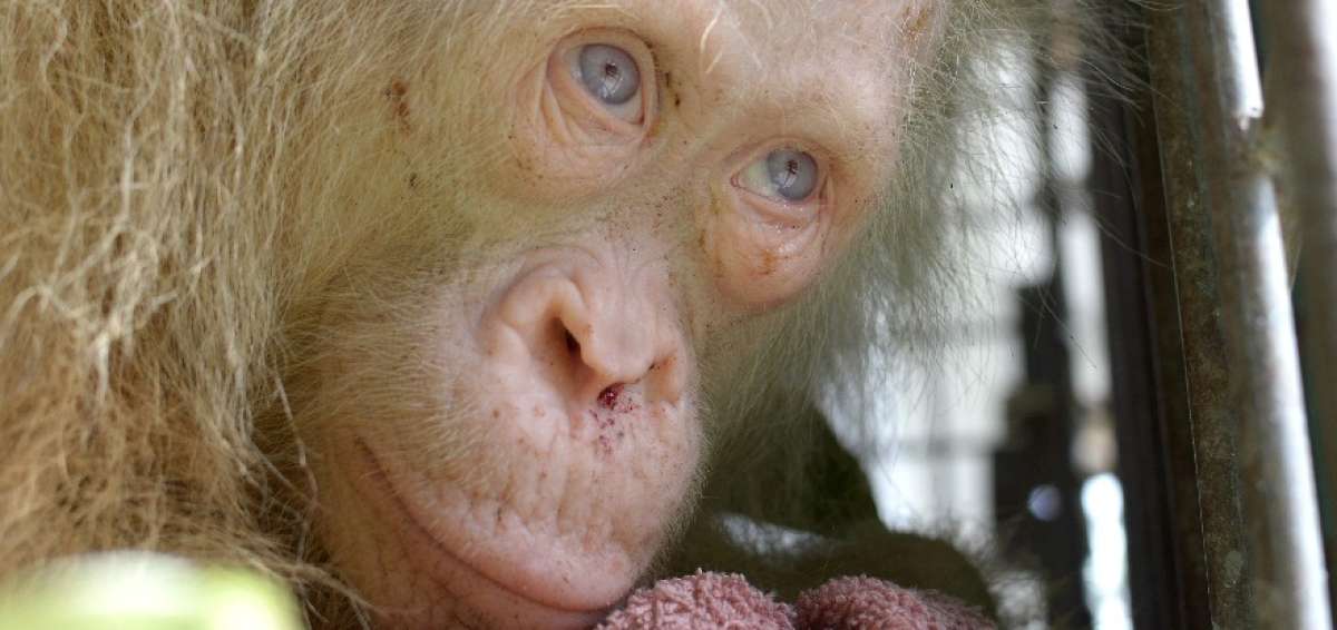 La orangutana, de unos cinco a&ntilde;os, fue trasladada a un centro de reeducaci&oacute;n. 