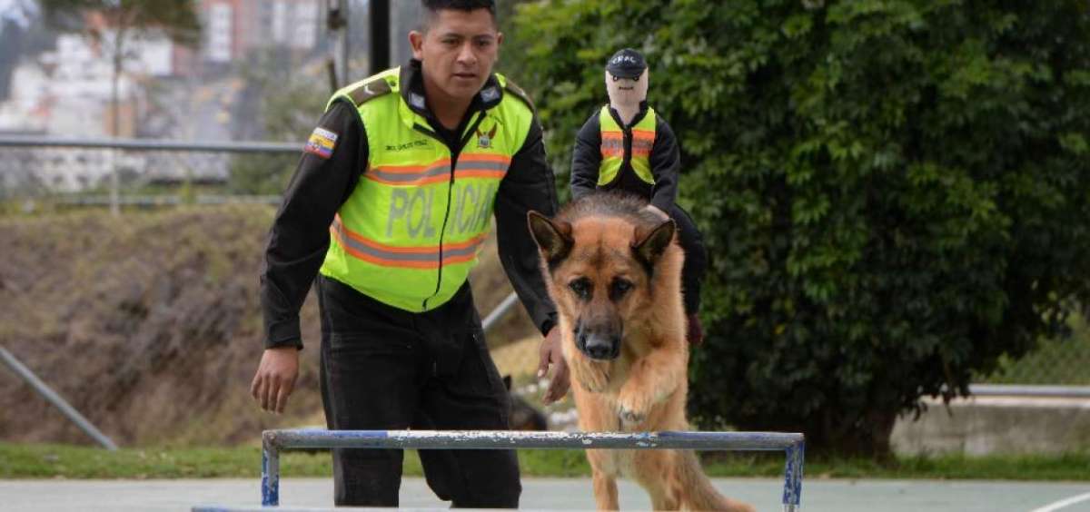 &lsquo;Nacho&rsquo; es un pastor alem&aacute;n que fue donado a la Polic&iacute;a. Fue entrenado para realizar shows. El cabo segundo Carlos P&eacute;rez se encarg&oacute; de su adiestramiento durante 2 meses. Ambos son un equipo. El curso de entrenamiento para canes -que durar&aacute; cinco fines de semana- iniciar&aacute; este s&aacute;bado.
