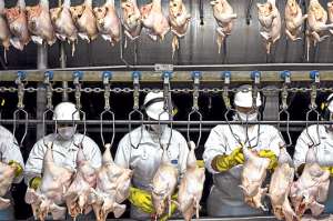 En Itapu&iacute;, Brasil, la av&iacute;cola Itabom procesa 18.000 pollos por hora. Solo EE.UU. y China consumen m&aacute;s carne de pollo que Brasil: unos 45 kilos por persona al a&ntilde;o. Foto: George Steinmetz