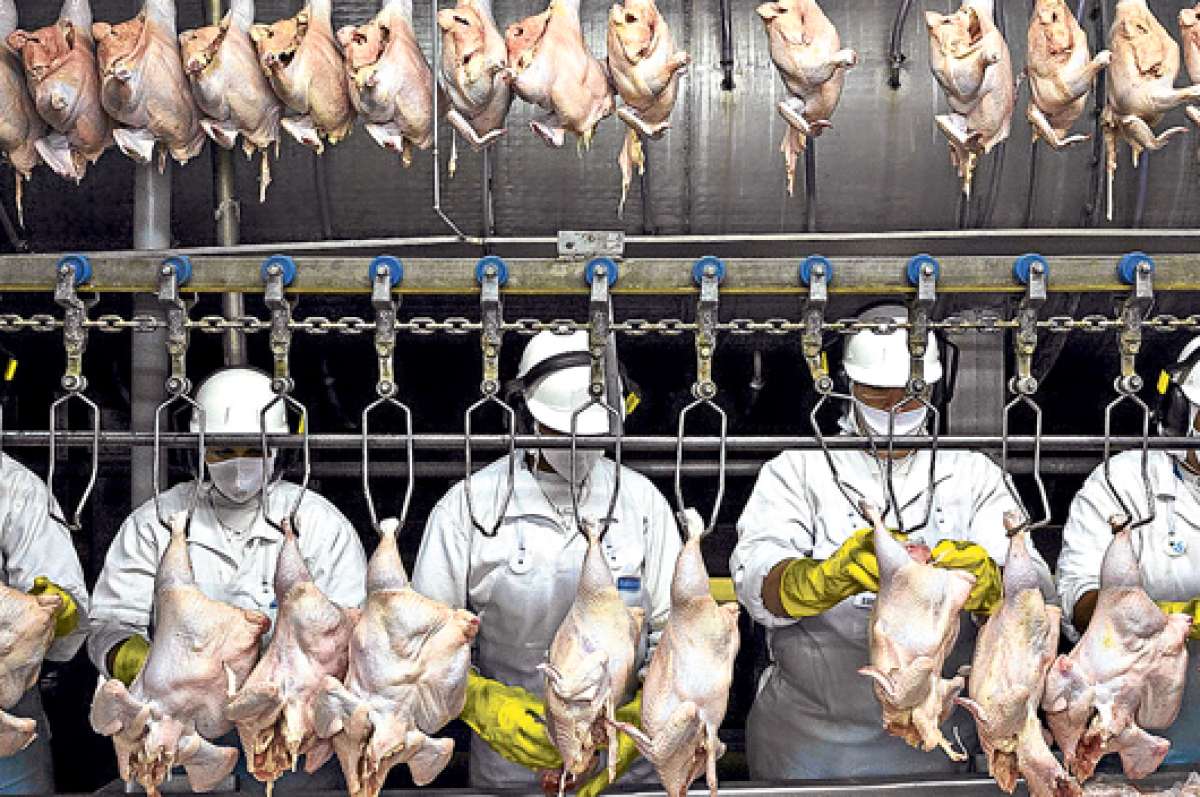 En Itapu&iacute;, Brasil, la av&iacute;cola Itabom procesa 18.000 pollos por hora. Solo EE.UU. y China consumen m&aacute;s carne de pollo que Brasil: unos 45 kilos por persona al a&ntilde;o. Foto: George Steinmetz