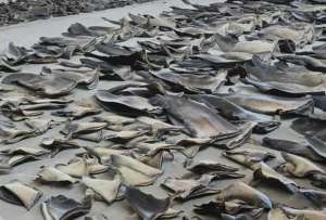 Un operativo contra el tráfico de especies protegidas dejó 16.5 toneladas de aletas de tiburón decomisadas en Manta. 
