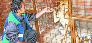 El centro de adopci&oacute;n comenz&oacute; a funcionar el lunes de la semana anterior y se recupera a canes de la calle.