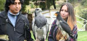 Las aves ser&aacute;n liberadas en la reserva Quimsacocha luego de un proceso de entrenamiento.