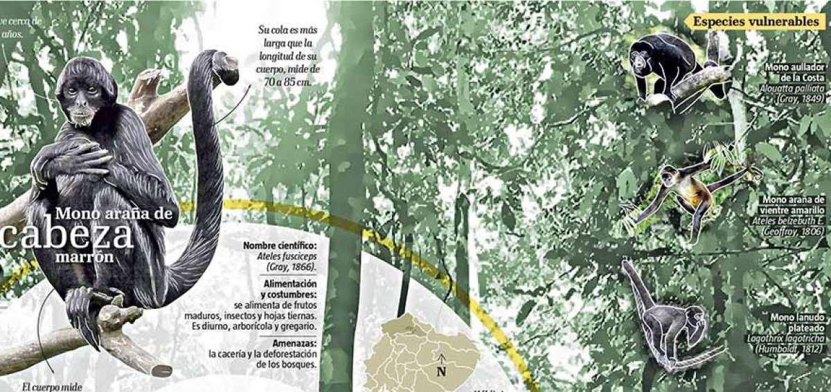 Ecuador tendr&aacute; un plan de conservaci&oacute;n para 11 especies de primates amenazadas
