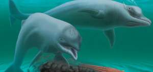 El curioso mam&iacute;fero, bautizado "Inermorostrum xenops", fue descubierto por un submarinista en el r&iacute;o Wando, en Carolina del Sur.