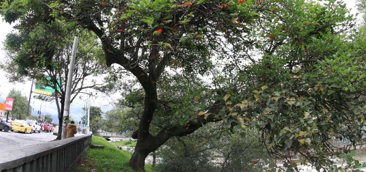 El ca&ntilde;aro, situado frente a la Universidad de Cuenca, tambi&eacute;n entra en la lista de especies protegidas. Esta planta est&aacute; florecida, antiguamente su fruto serv&iacute;a como alimento en &eacute;pocas de sequ&iacute;a.