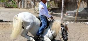 En Monte Sina&iacute;, donde se realizan rodeos montuvios, los caballos aprenden poses como sentarse y pararse sobre las dos patas.