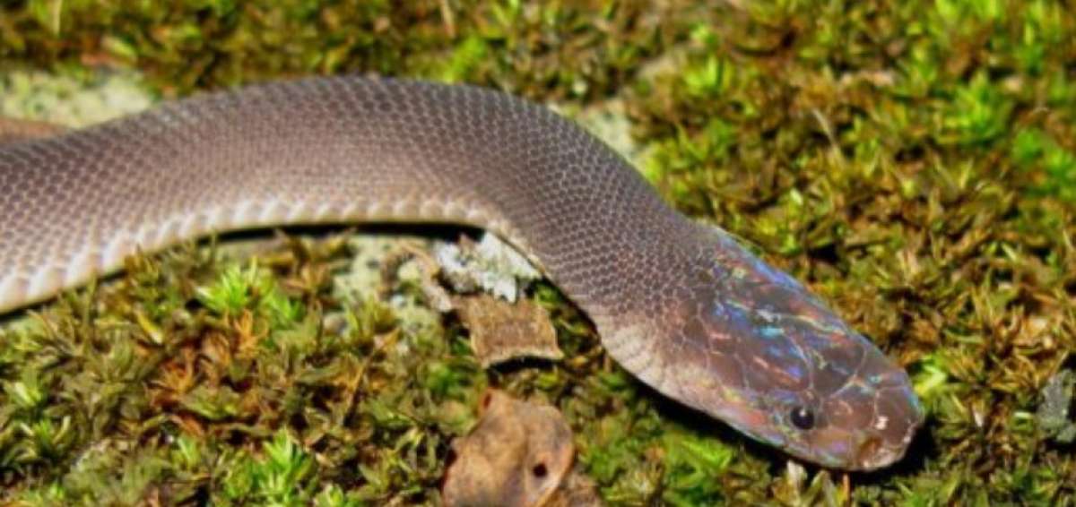 Cient&iacute;ficos descubren 163 nuevas especies, entre ellas una serpiente arco&iacute;ris