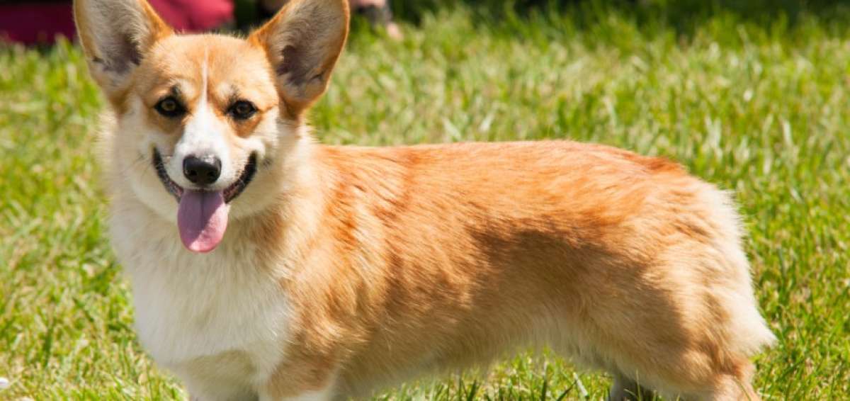 Un granjero surcoreano mata a perro e invita a su due&ntilde;o a com&eacute;rselo