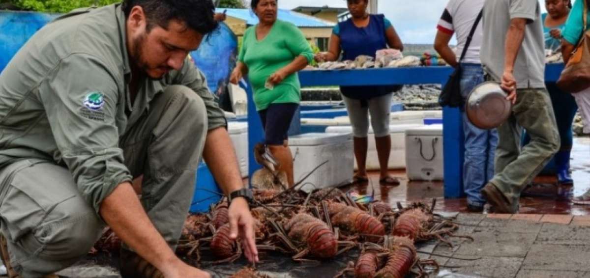 En Gal&aacute;pagos inicia veda de langostas y langostinos