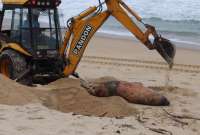 550 lobos marinos murieron en la playa de Brasil