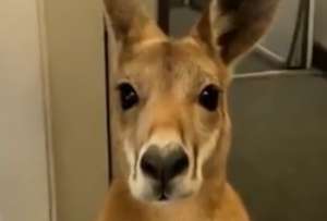Canguro intenta subir a un avión